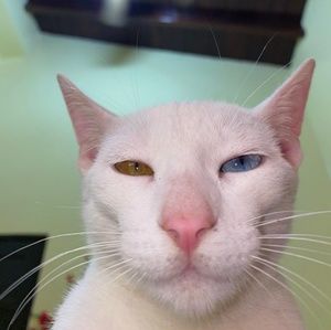 Meet your Posher, Tonny